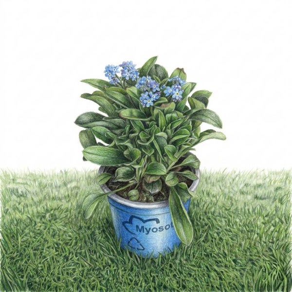 Myosotis des Bois – Douceur Bleue en Pot Éco-Responsable