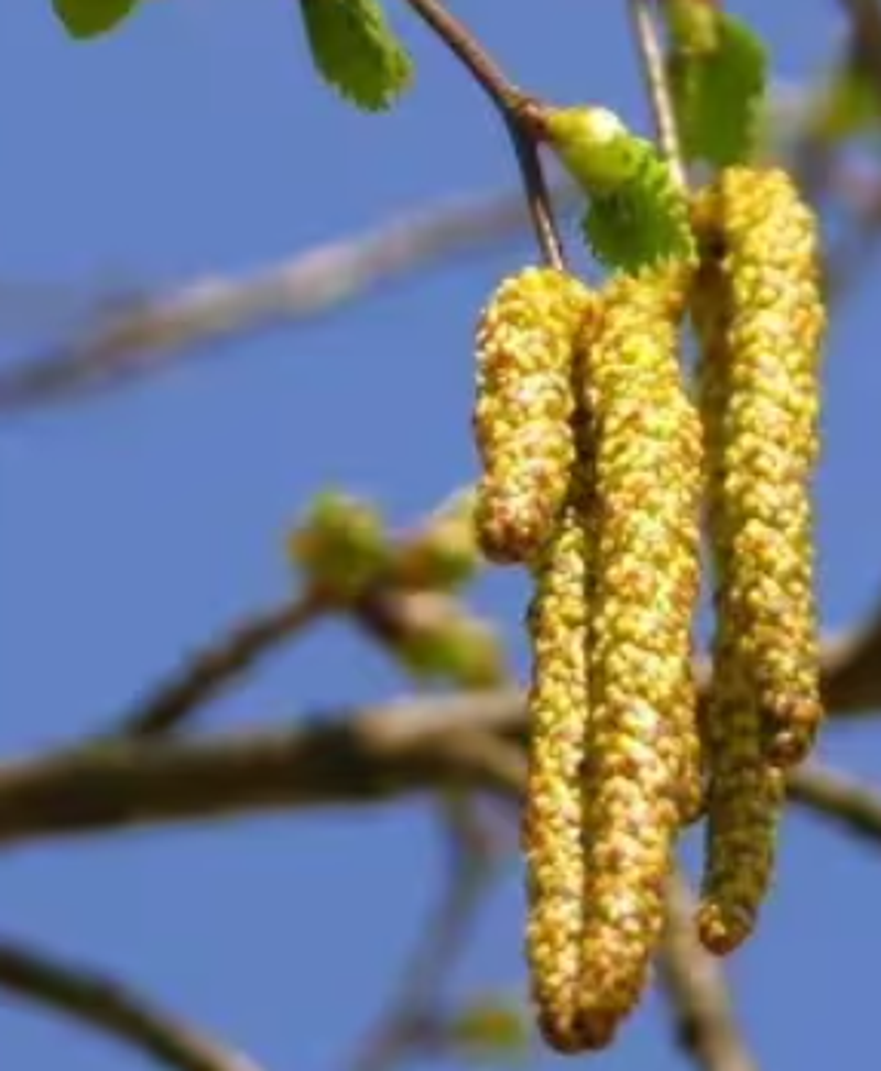 Berkenplooen allergie
