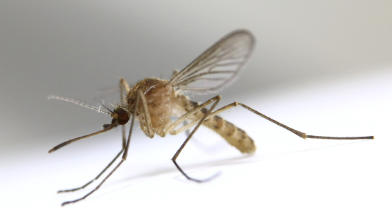 Steekmug op afstand houden