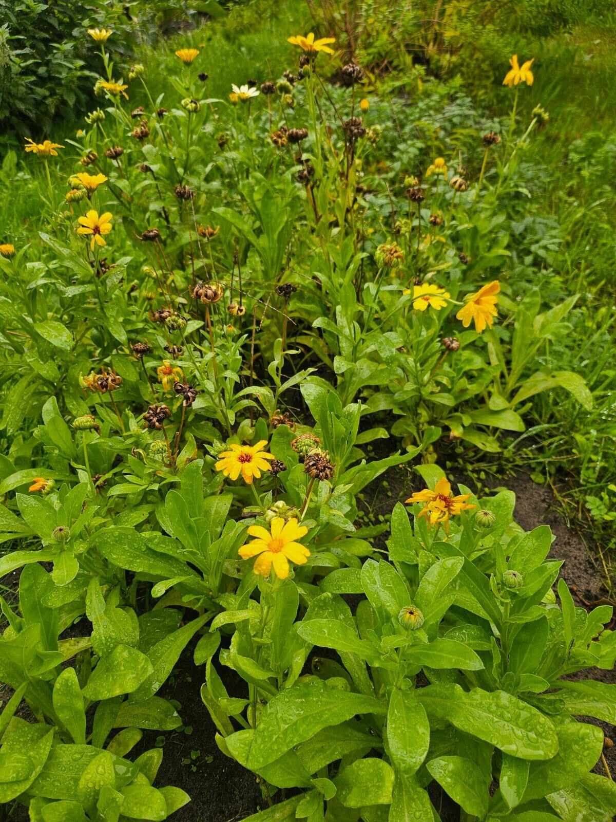Goudsbloem Anja's kruidentuin