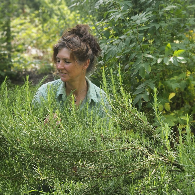 Scrub met natuurlijke kruiden Rozemarijn