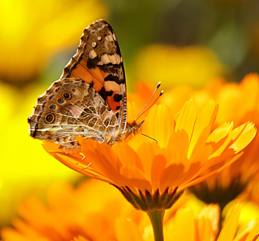 Close-up van een bloeiende goudsbloem in een zonnige weide vol geneeskrachtige bloemen en groen blad