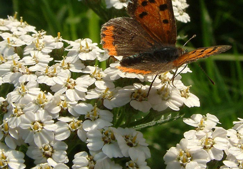 Duizendblad bij bloedingen