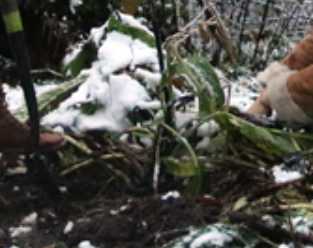 Smeerwortel bij kneuzingen, blauwe plekken en spierpijn.