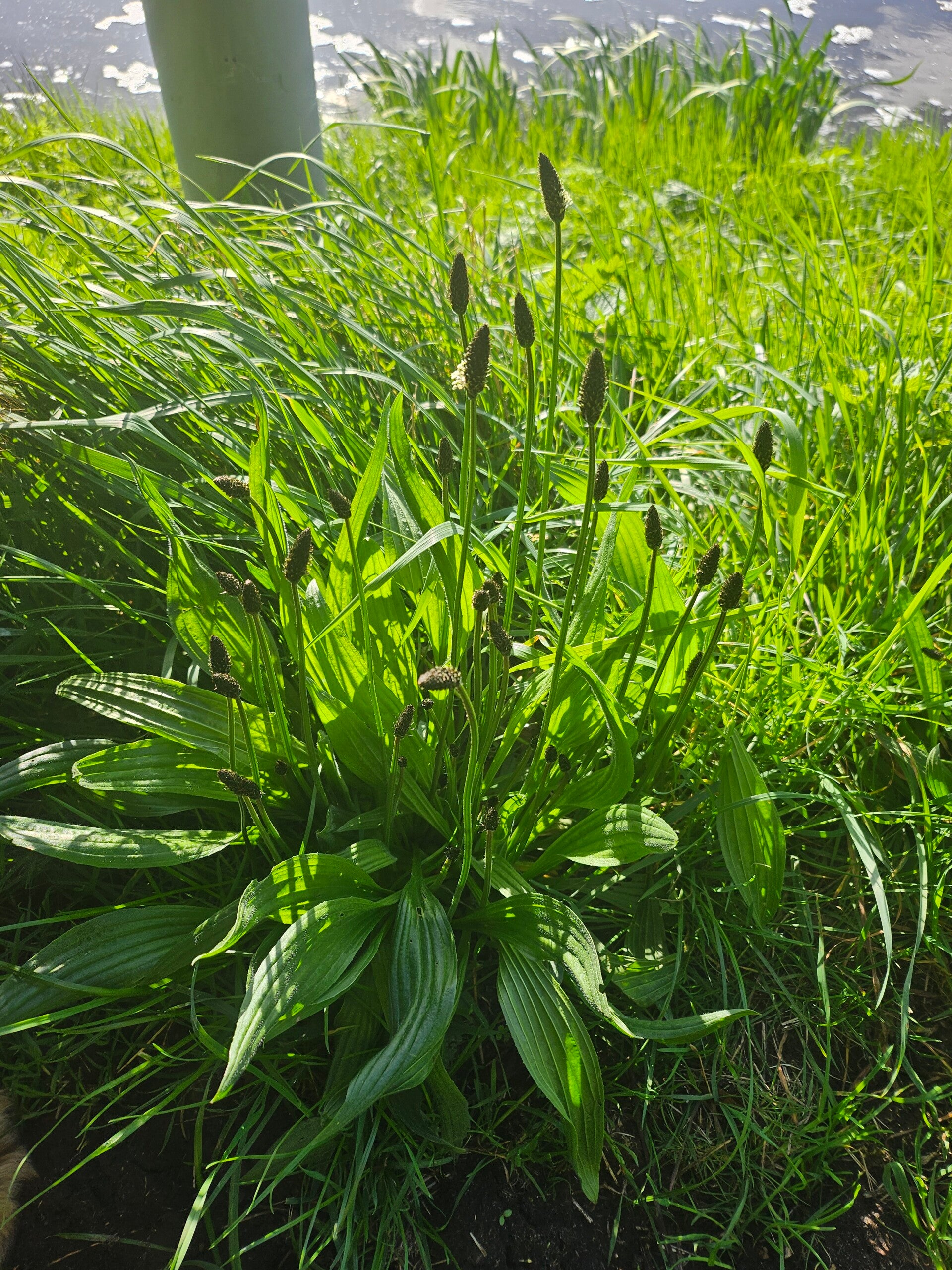 Weegbree verzachting bij insectenbeten zoals een muggenbeet