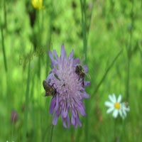 2-bienen-standard.jpg