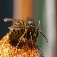 biene-oder-wespe-standard.jpg