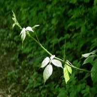 blatt-im-licht-standard.jpg