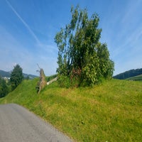 entwurzelter-baum-standard.jpg