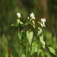 grossbl-teriges-schaumkraut-13-04-24-1552-standard.jpg