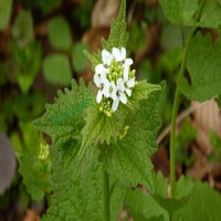 knoblauchsrauke-standard.jpg