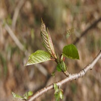 knospe-02-standard.jpg