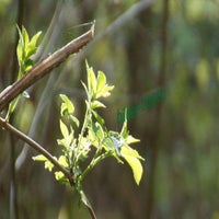 sonnengr-n-44-standard.jpg