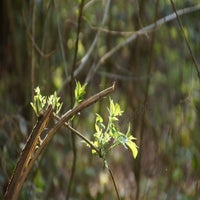 sonnengr-n-53-standard.jpg