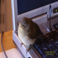 spatz-standard.jpg