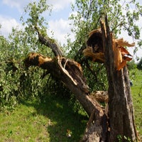 sturmsch-den-1-standard.jpg