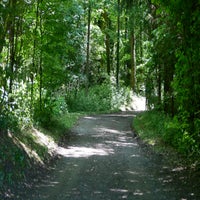 waldlicht-standard.jpg