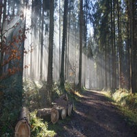 waldsonne-03-02-24-1041aa-standard-edayq5.jpg