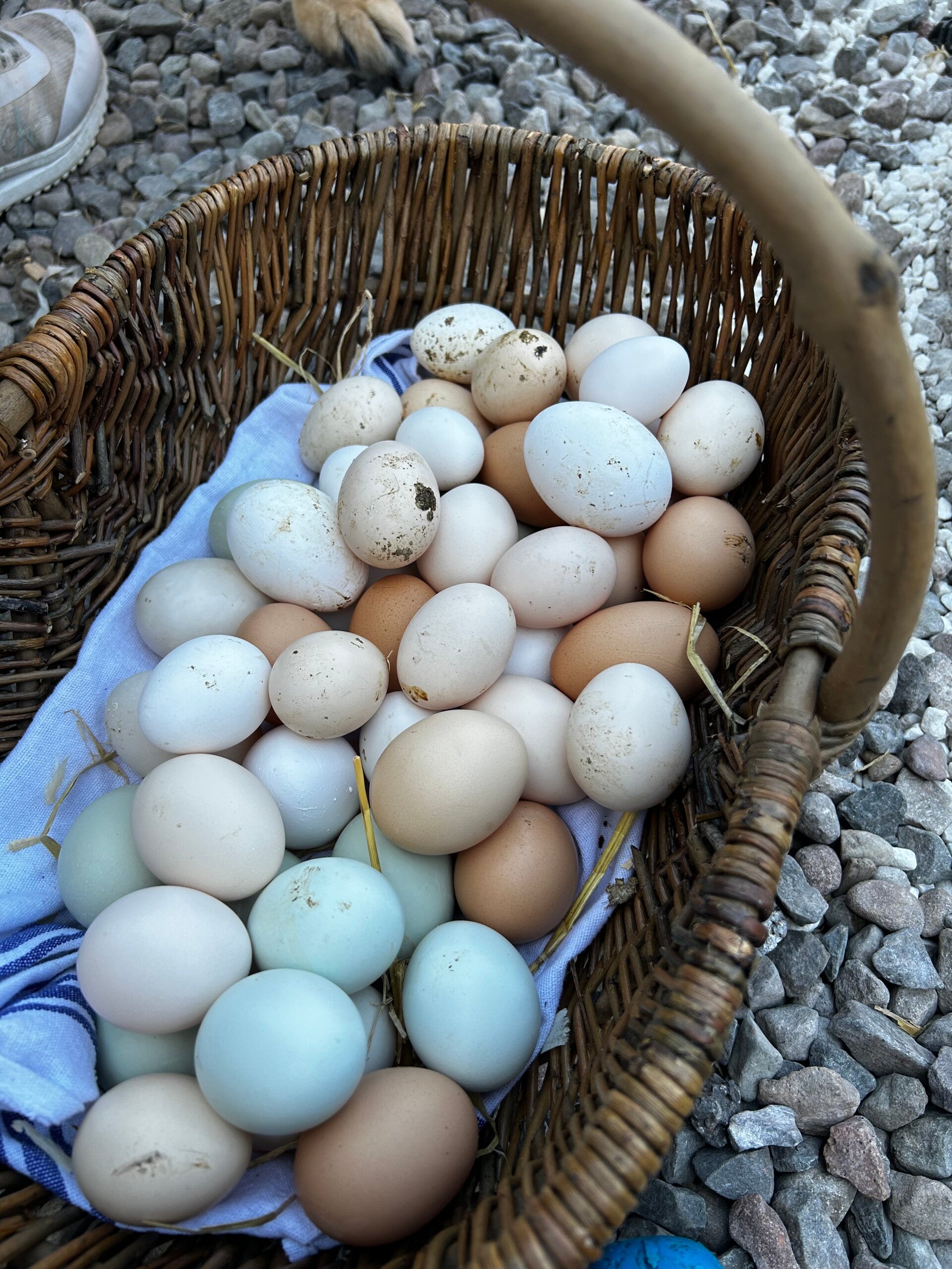 Fresh duck eggs