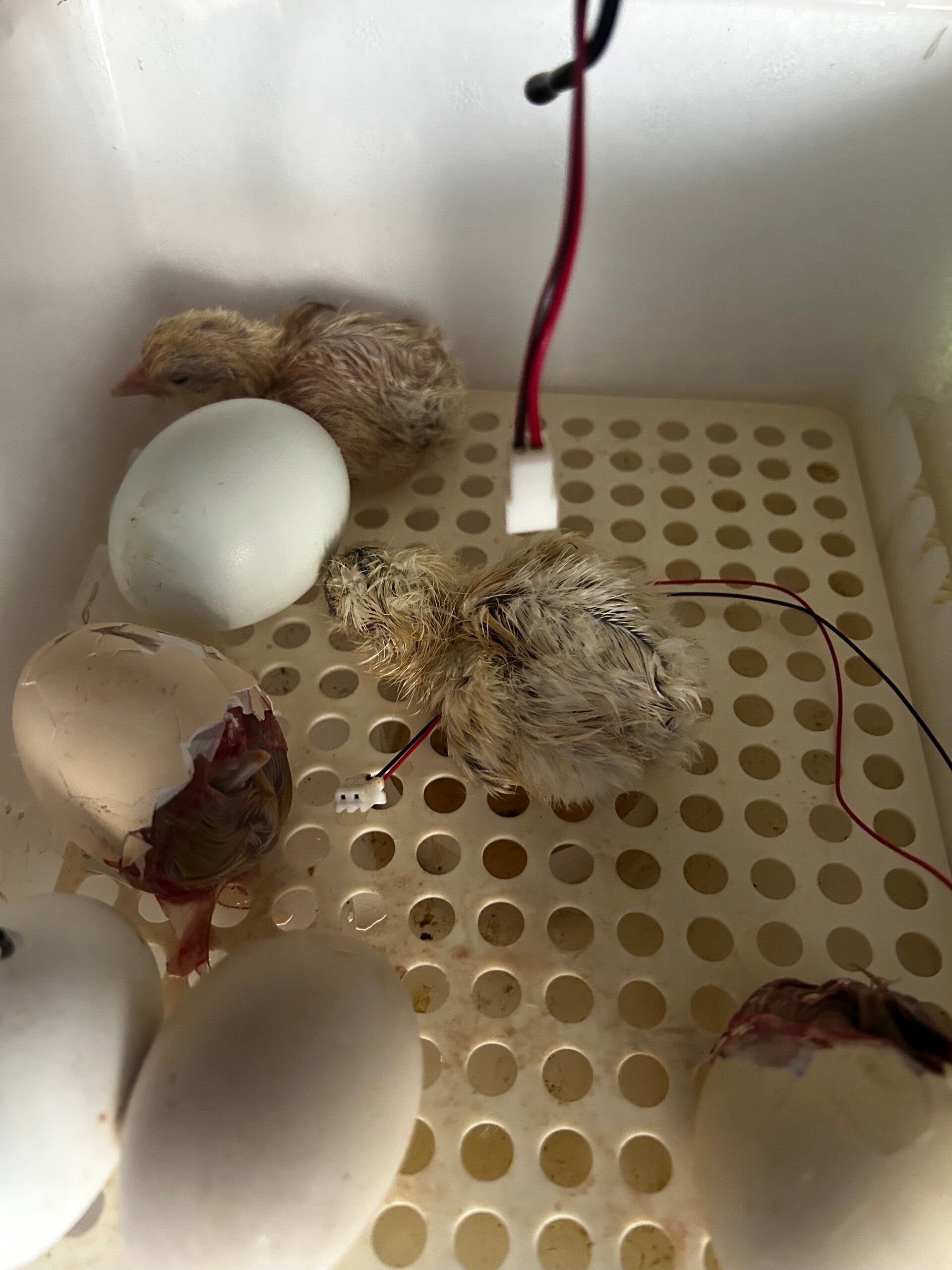 Mixed hatching eggs
