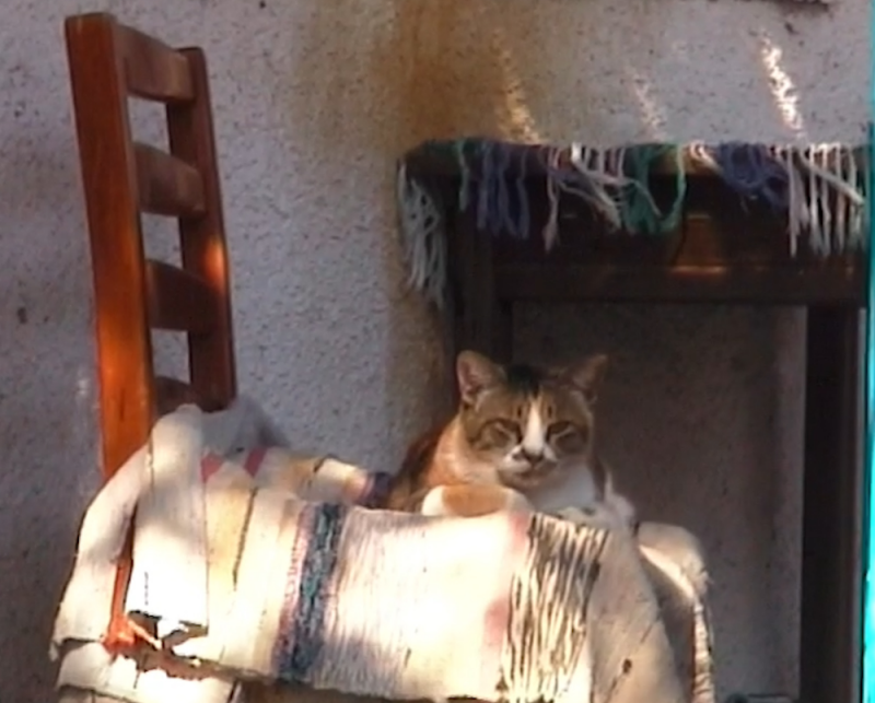 il gatto dell' Uomo Pazzo