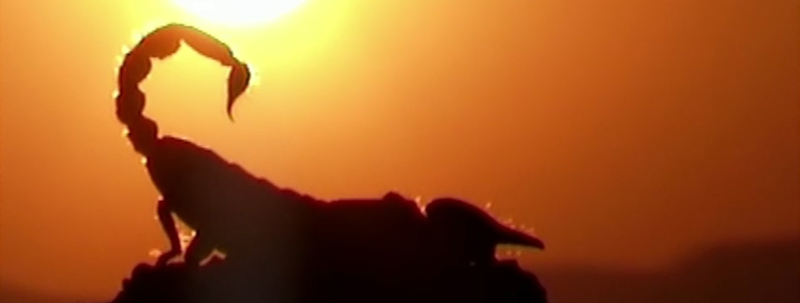 uno scorpione al tramonto nel deserto della Palestina
