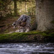 _81a3647-verbessert-rr-standard-wx10zs.jpg