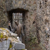 _81a9986-verbessert-rr-standard.jpg