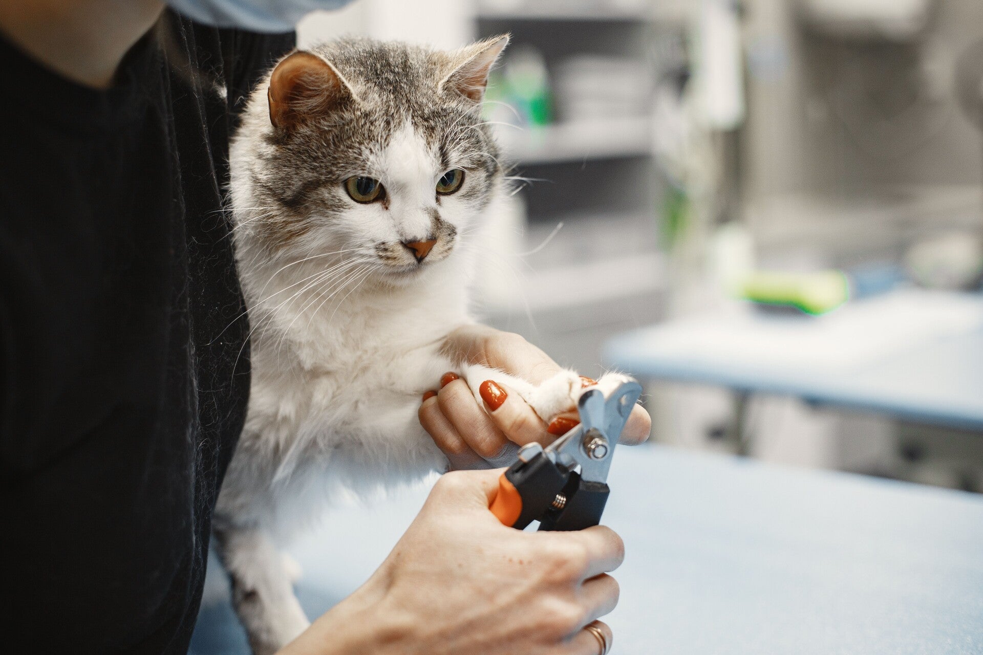 Nagels knippen bij kat door kattentrimmer