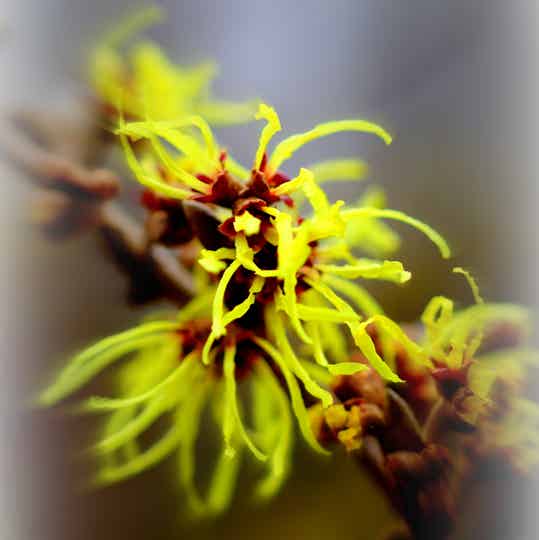 Hamamelis - mini