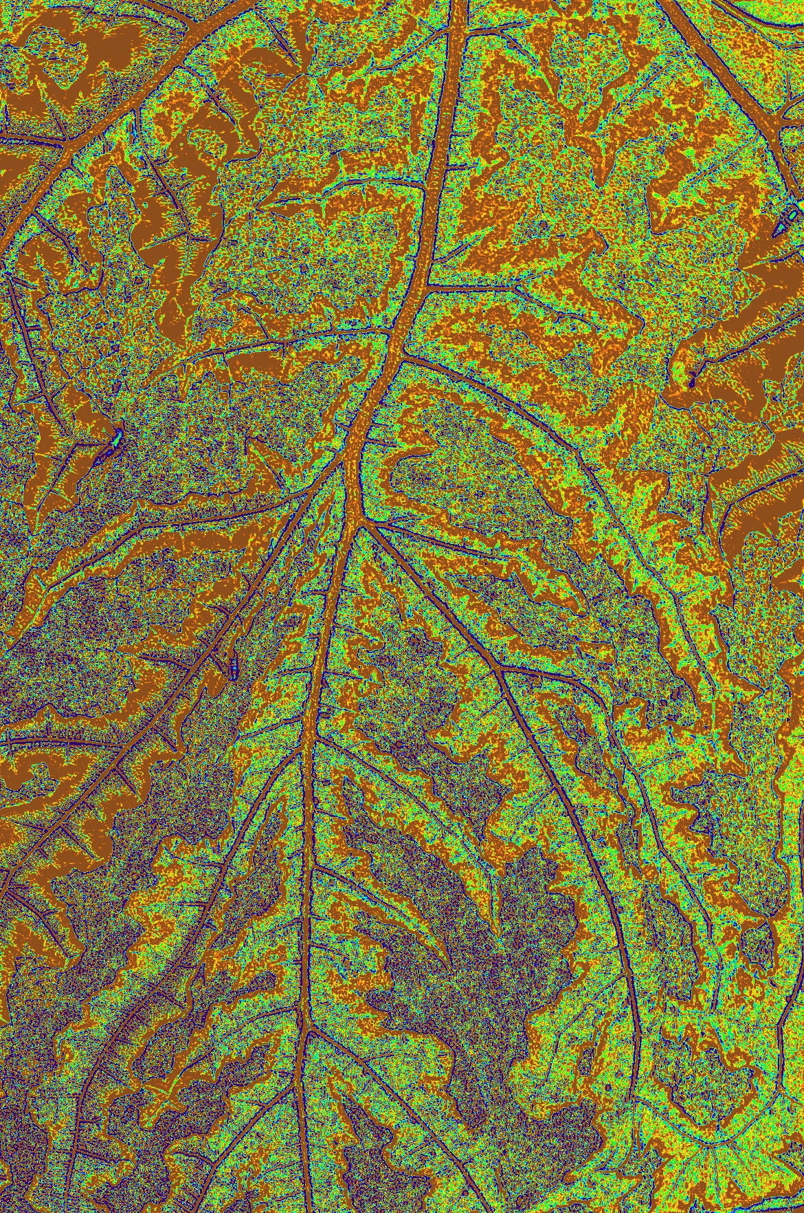 Blad in herfsttinten