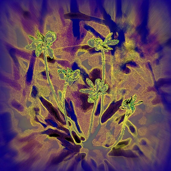 Bloemen in alpenwei