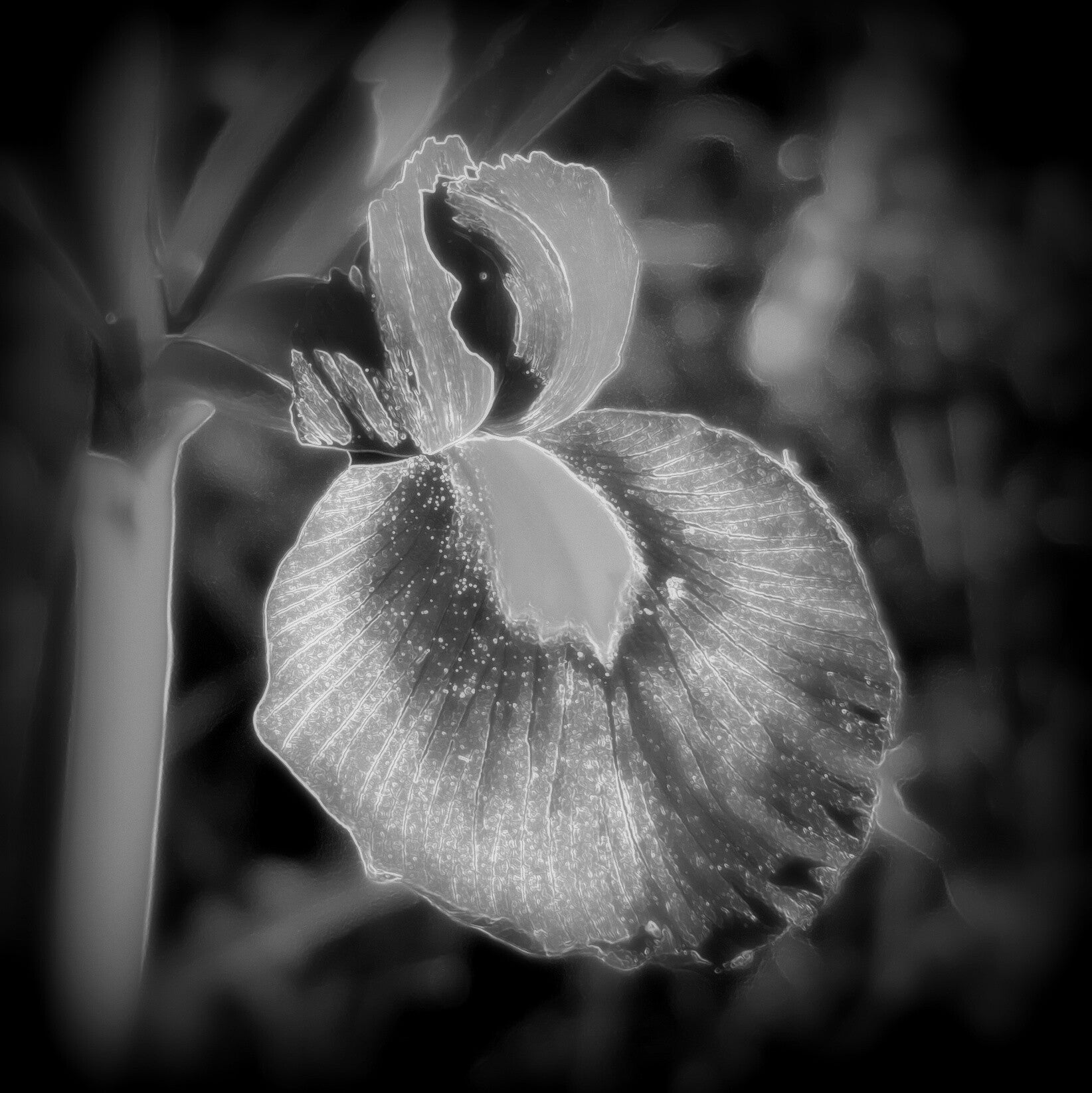 Iris (1)