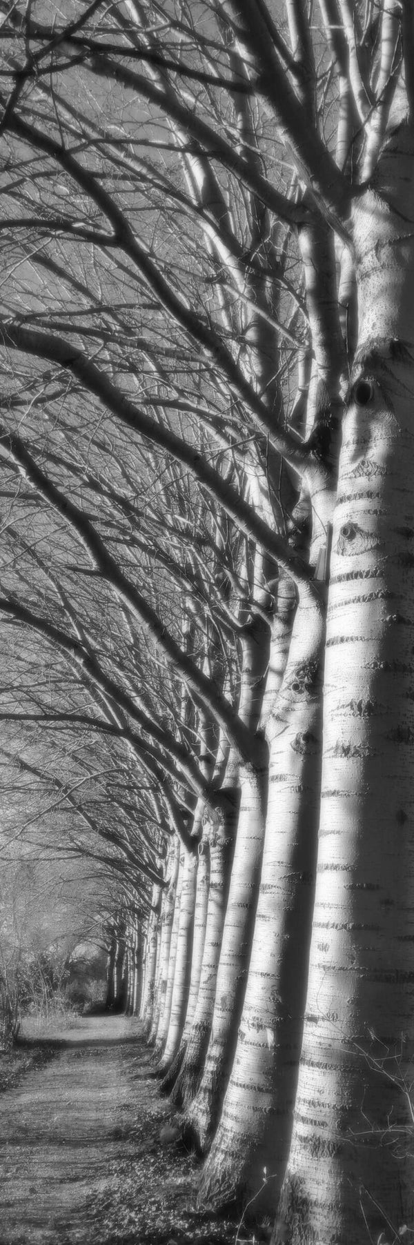 Ritme van het landschap (01)