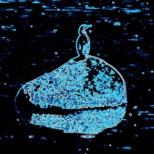 Aalscholver (3) - mini