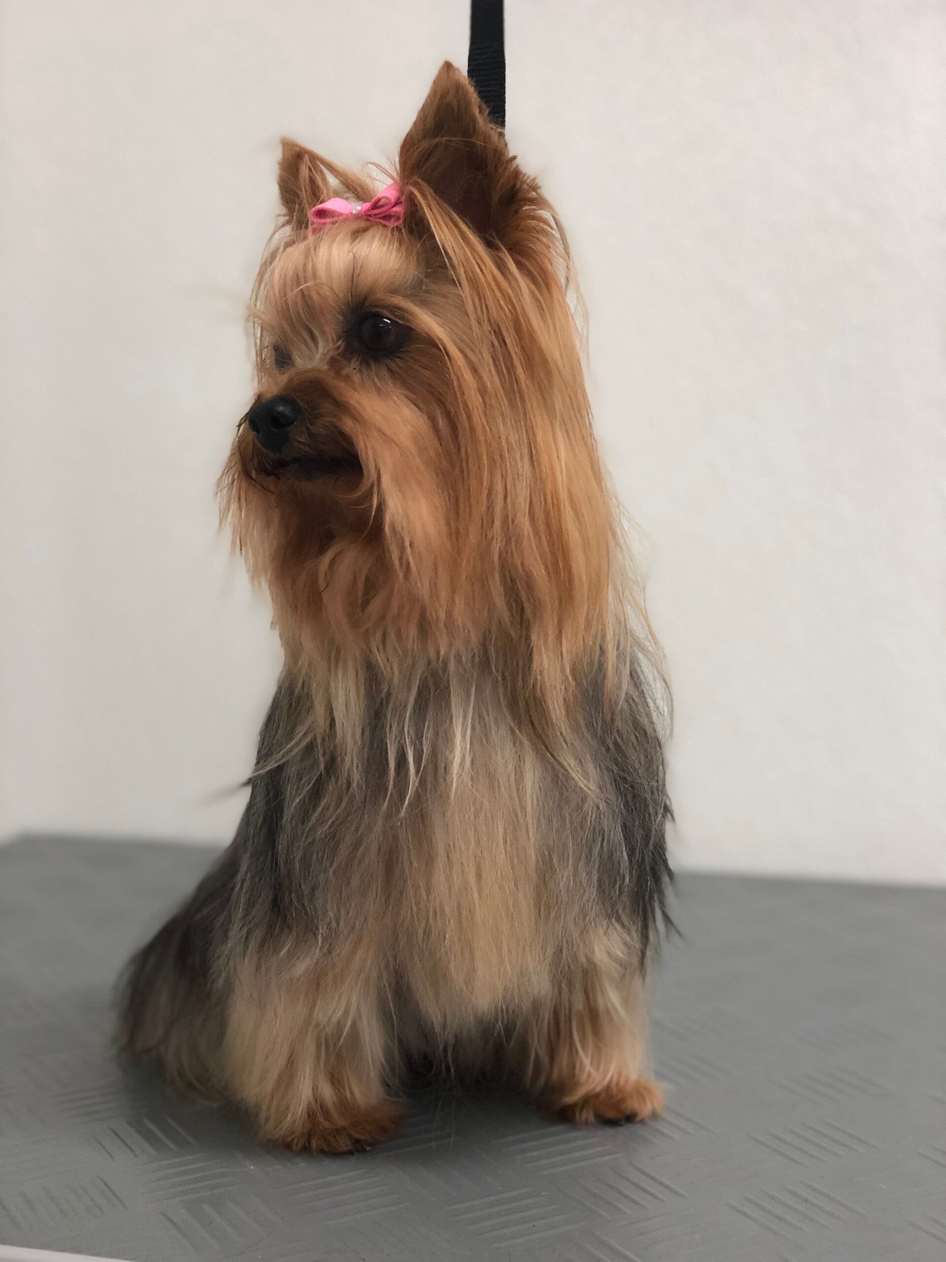 Yorkshire terrier getrimd door Trimsalon Koos in omgeving Eindhoven