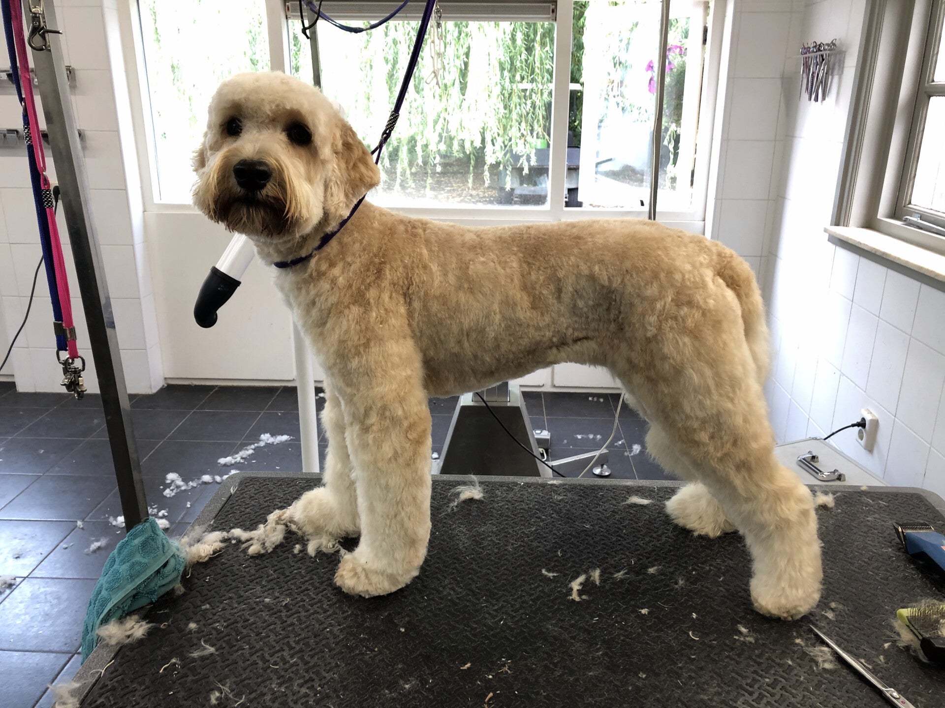 Getrimd door Trimsalon Koos in Oostelbeers