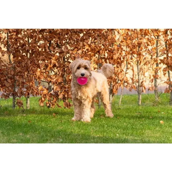 Dog Comets Exoplanet Egelbal Roze/groen/oranje