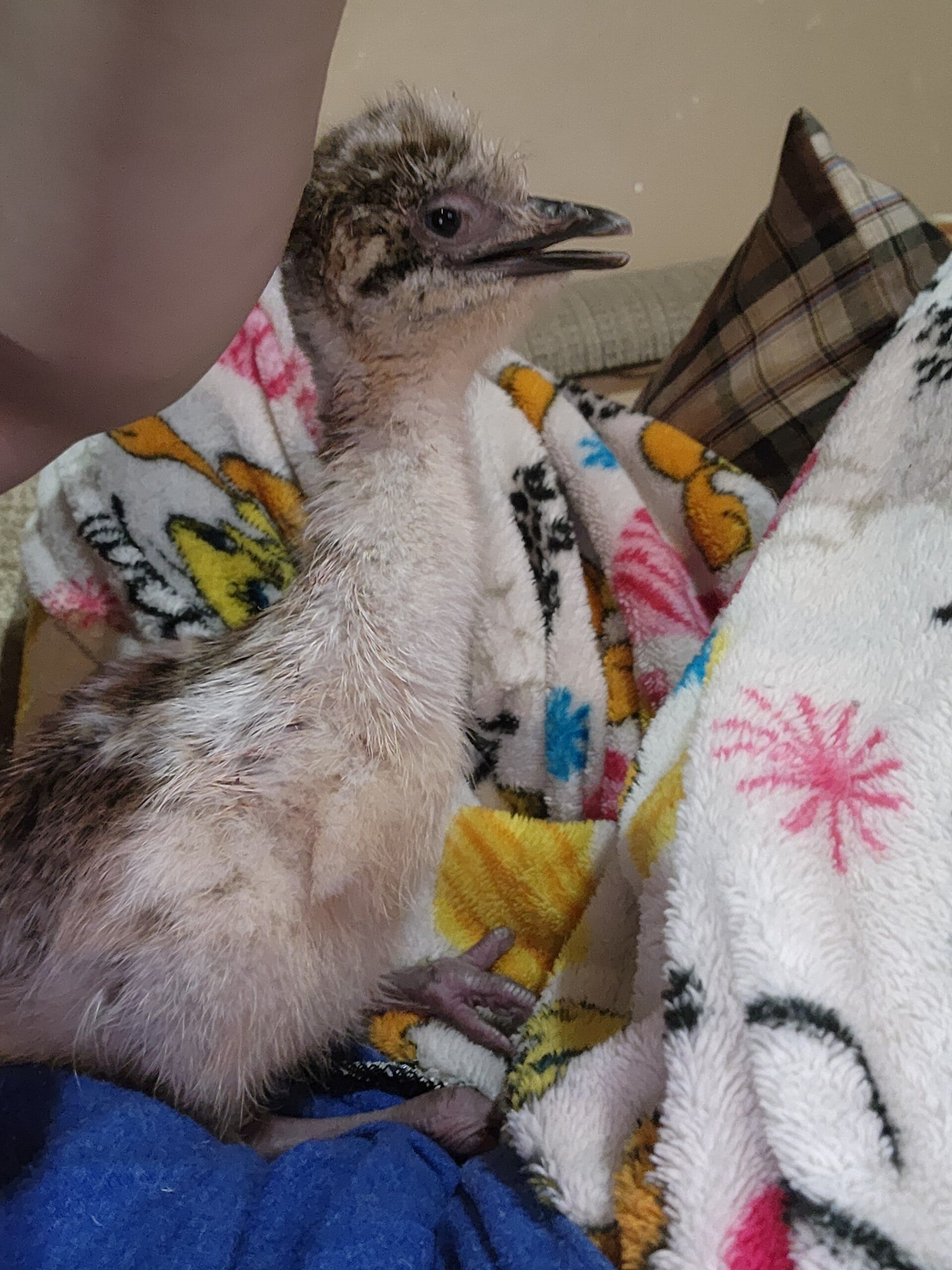 Baby Emu - Blonde