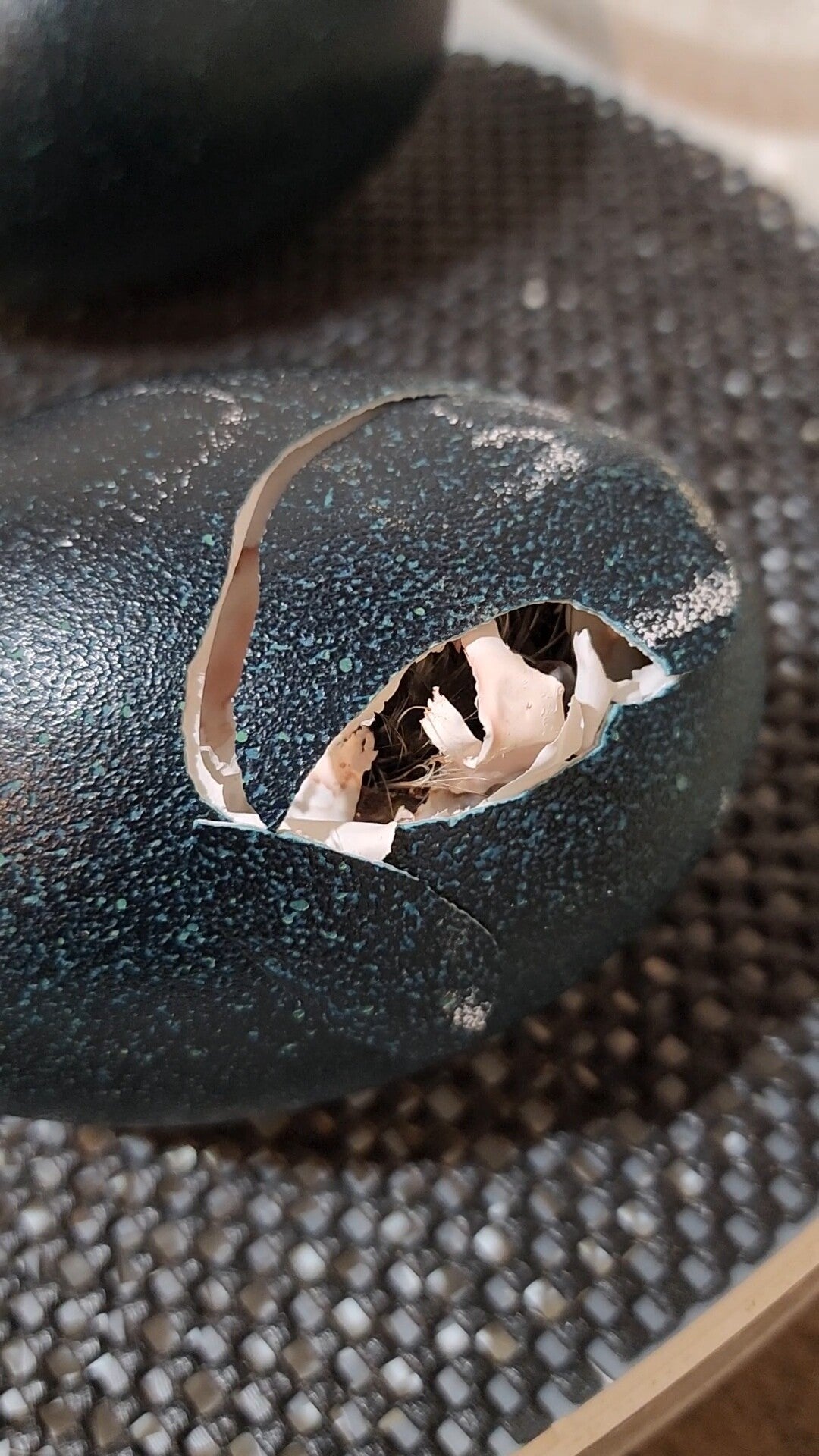 (2) Emu Eggs - High chance for Blonde or White