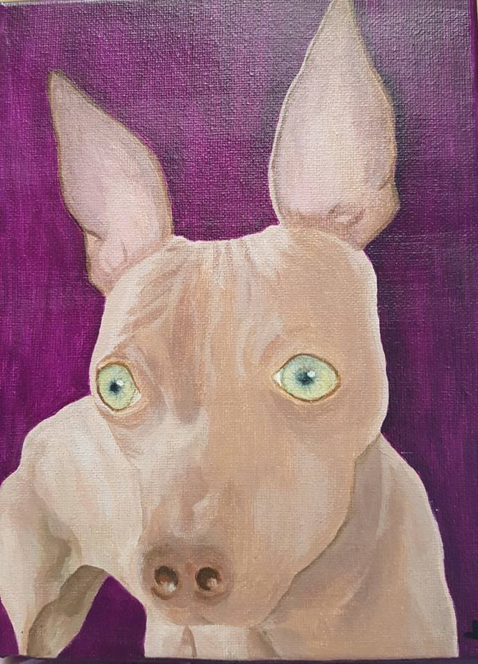 acrylverfschilderij Jip american hairless terrier acrylic painting