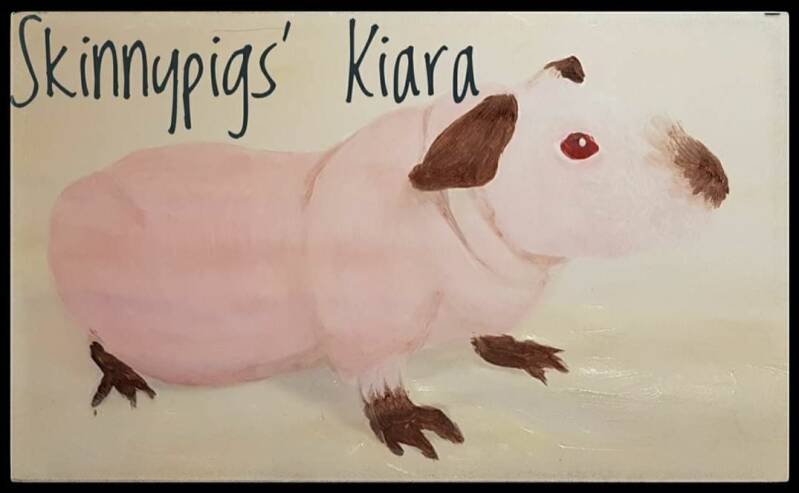 acrylverfschilderij naaktcavia acrylic painting hairless guineapig