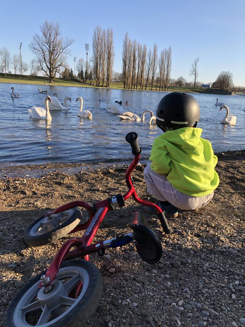 Karlovac is know by swans visitng and staying the whole year in city Karlovac