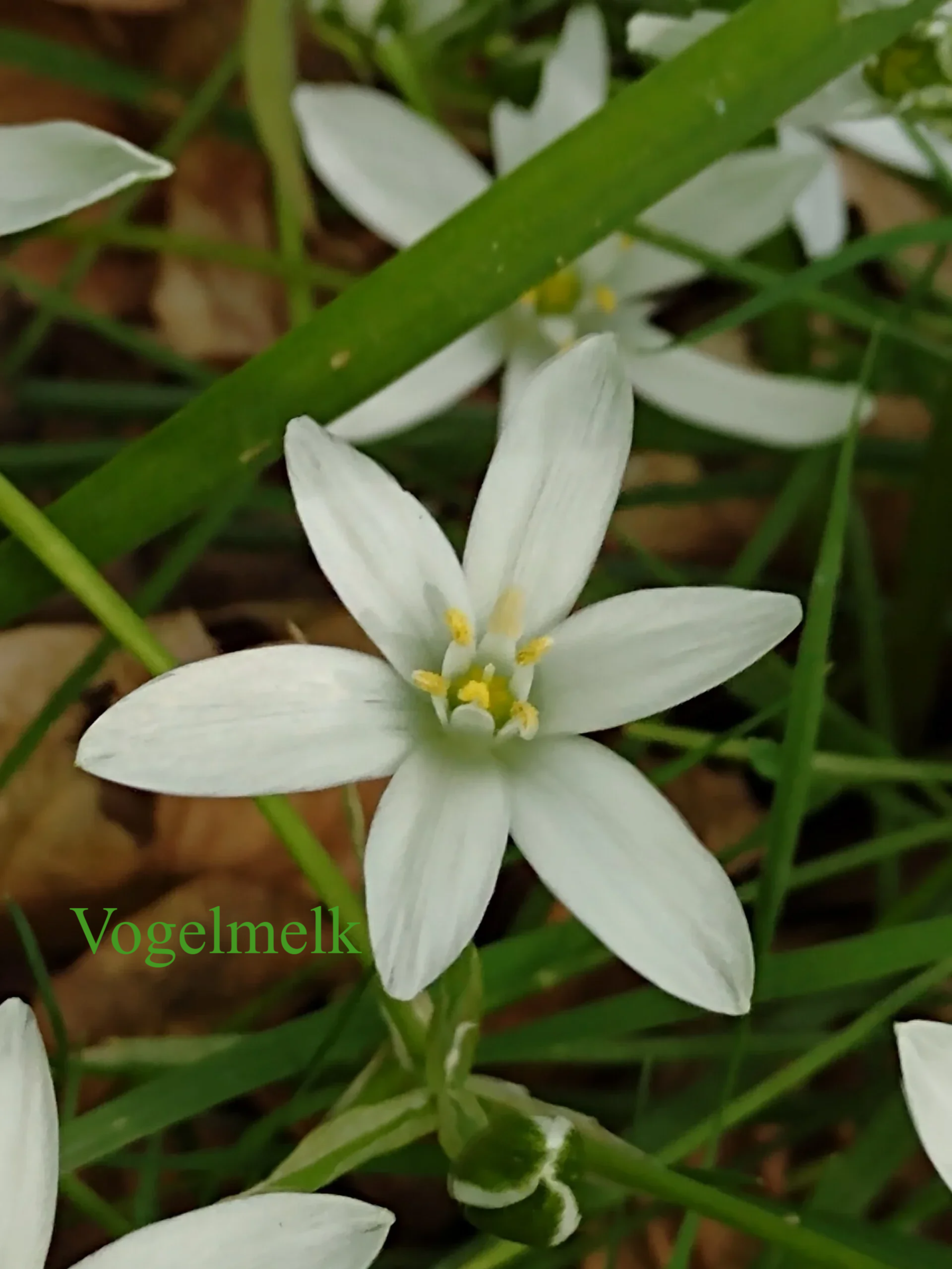 Bach bloesem Star of Bethlehem