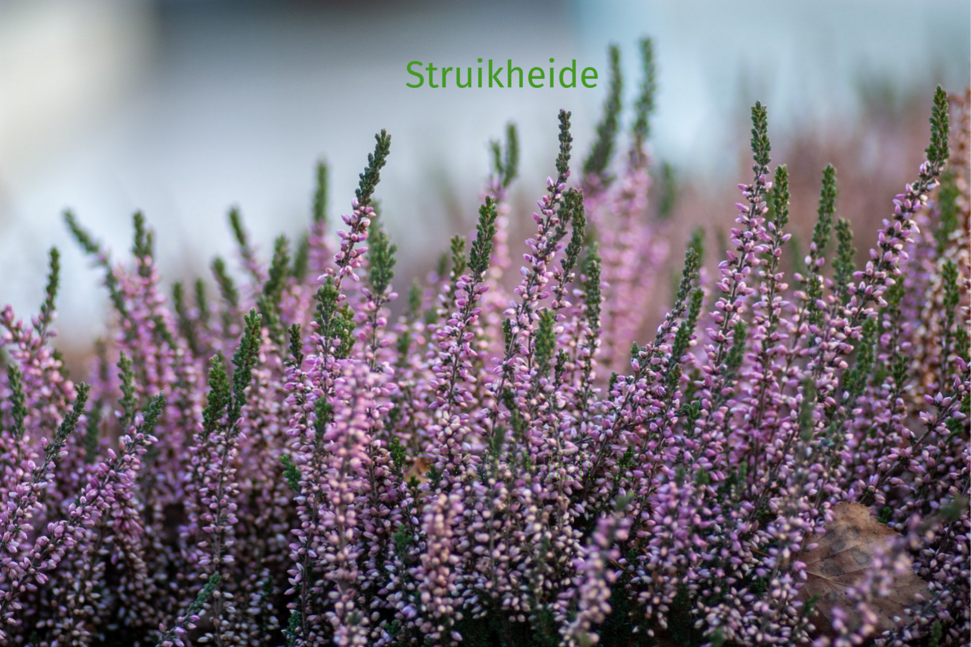 Bach bloesem struikheide