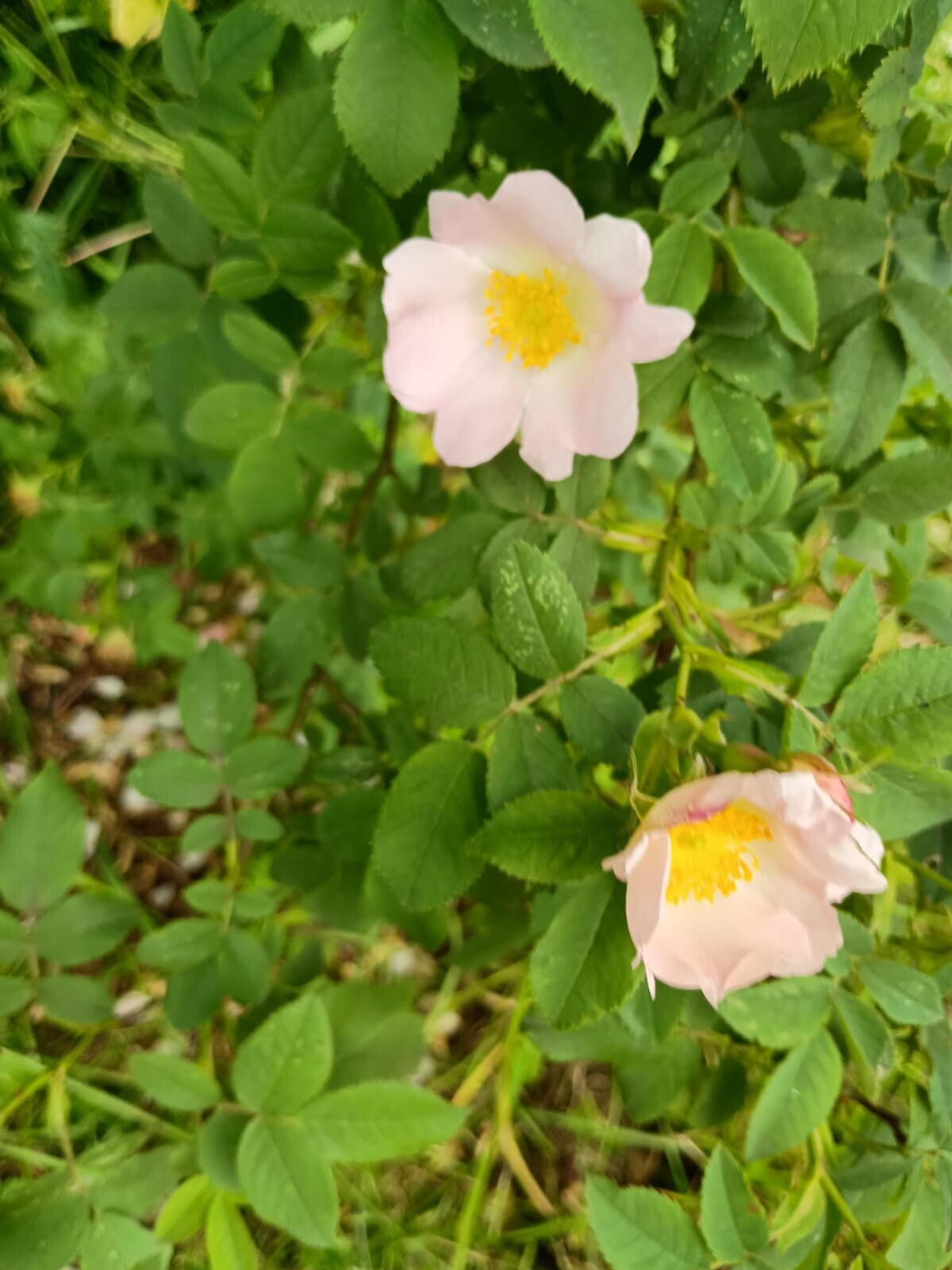 Hondsroos /Wild Rose  in Reeuwijkse Hout