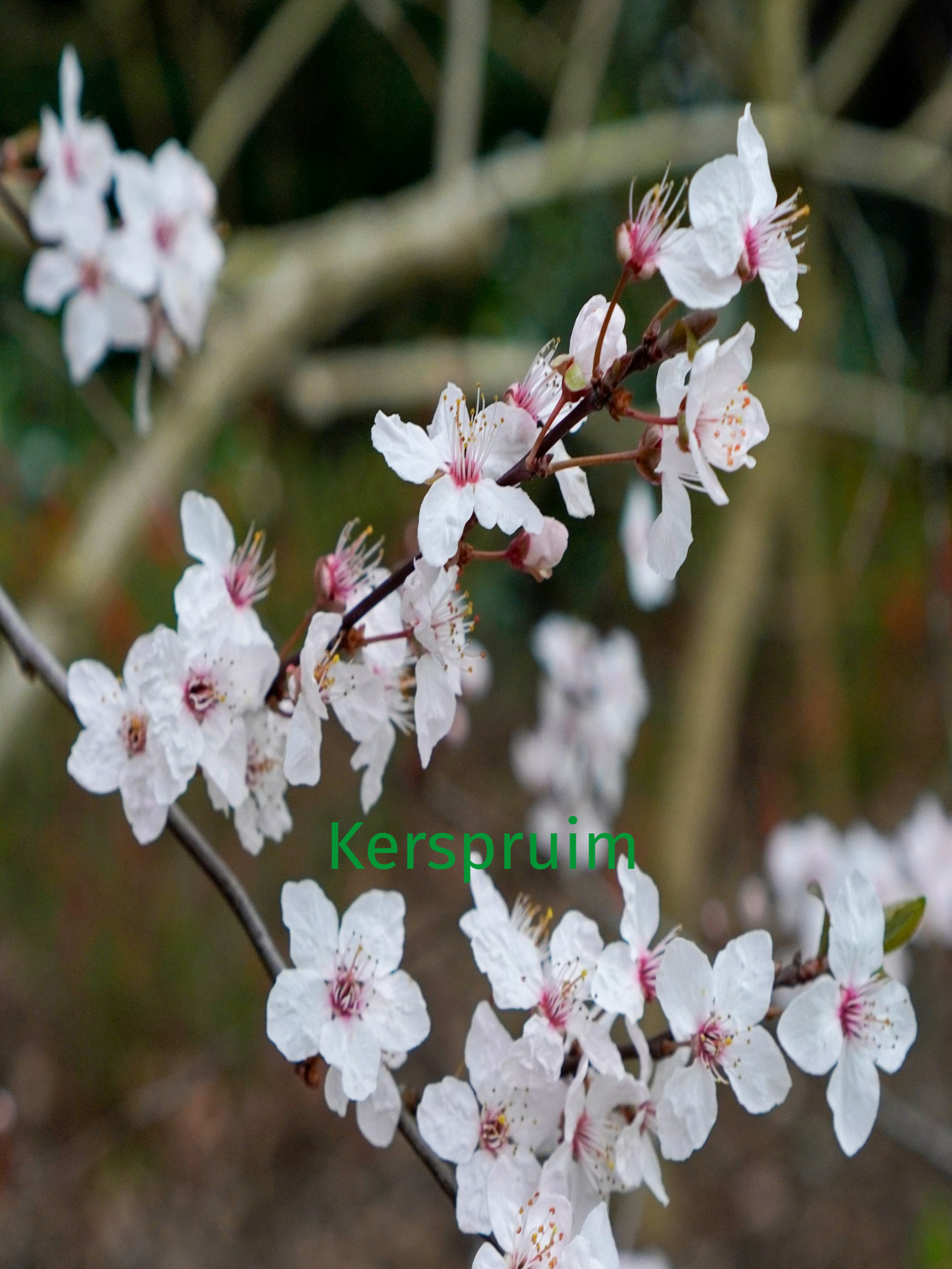 Bach bloesem Cherry Plum