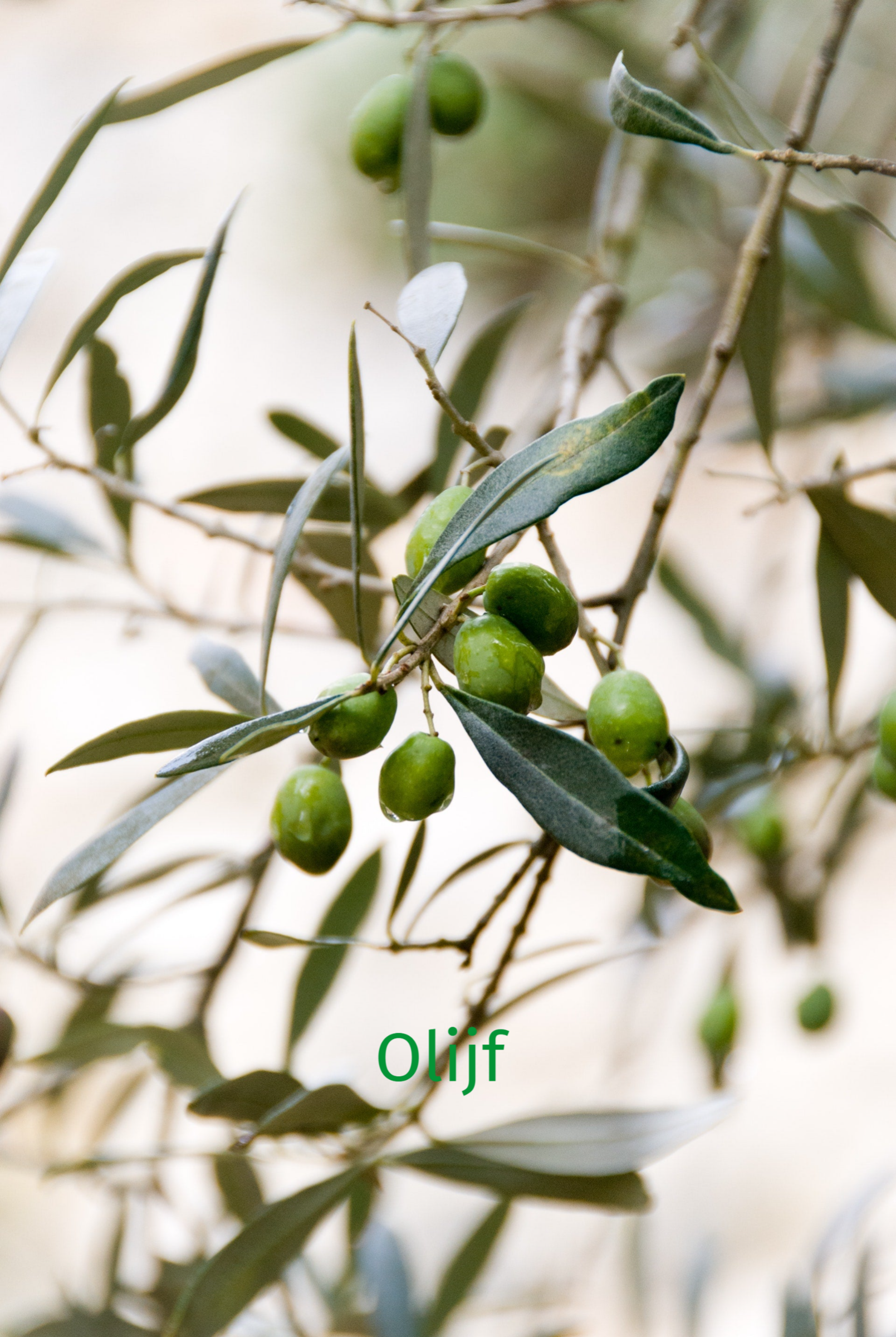 Bach Bloesem Olijf