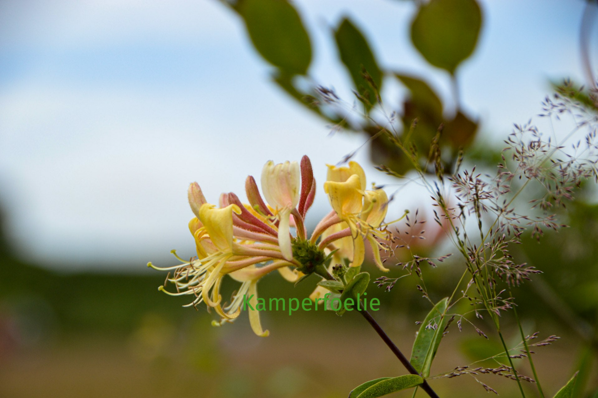 Bach bloesem kamperfoelie