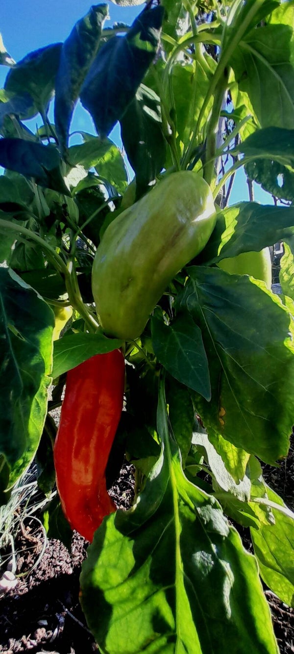 Spitzpaprika Preis pro Kg.